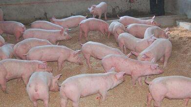 北方地区屠企集中收购量大，联合压价效果明显