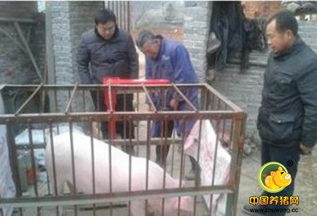 收猪“老司机”给你讲讲称猪时地磅上的猫腻