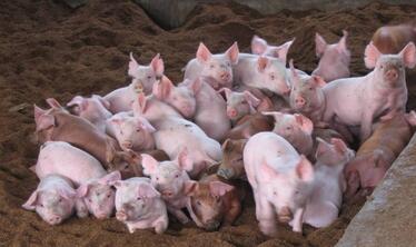 收不到猪，怀恨在心，猪贩子毒死领居21头猪！