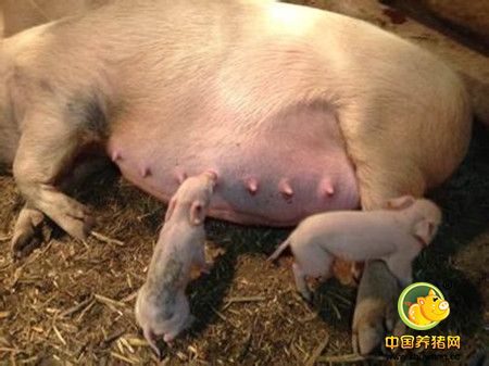 你知道怎么快速推算母猪预产期吗