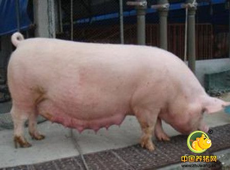 母猪怀孕后期水肿的原因及防治措施