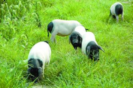 张迪生：身残志坚靠养猪致富