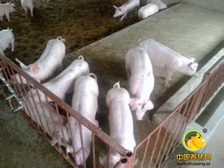 猪场粪污轻松解决，堆肥、发酵床、干清粪、沼气池……还可以这样搞
