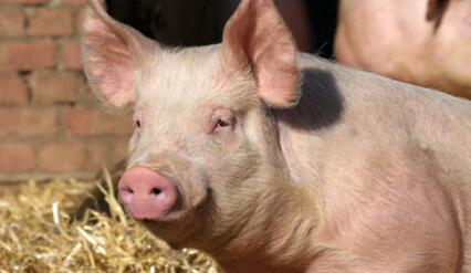 震惊！70岁老人养猪却被偷！最大的有700多斤！