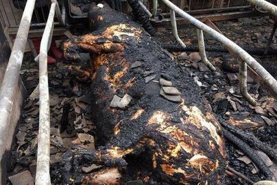 惨痛，猪场一夜损失30万元！给猪友们敲个警钟！