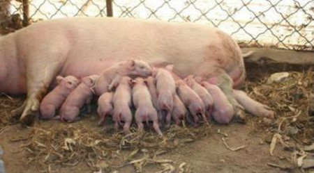 农村养猪十大误区，你中招了吗？