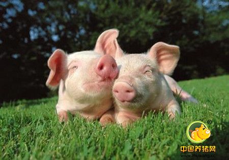 如何处理受污染的饲料