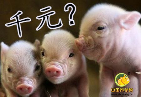 “千元仔猪”重出江湖，你敢补栏吗？