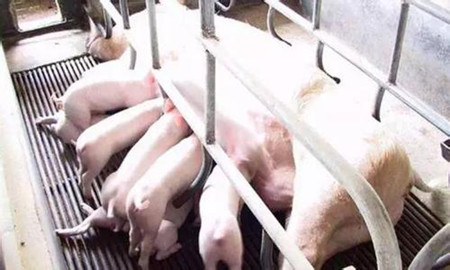 顽固性仔猪腹泻的表现特征