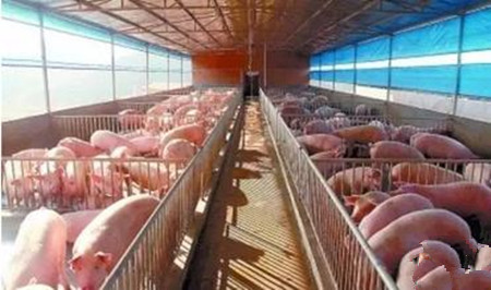 育肥猪，快到手的胜利果实，不能被这三种病夺走了！