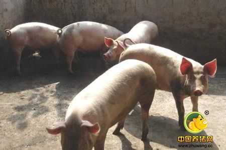 自配养猪饲料的关键要点