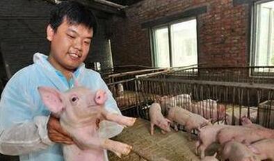 养猪并不难、不复杂，其实简单最好！