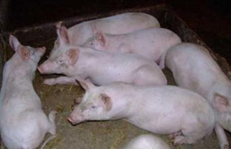 驾驭猪病—散户朋友总结巧养猪方法，这样猪病问题少