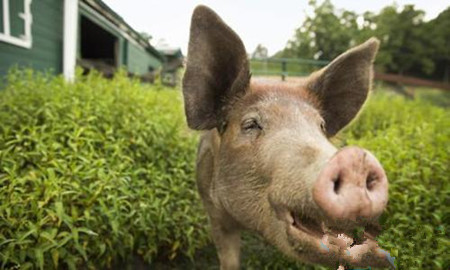 猪皮肤为什么会发紫？是什么病？