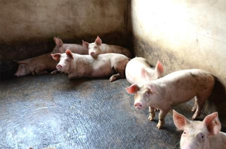 这些猪病都能搞定了，还能养不好猪吗？