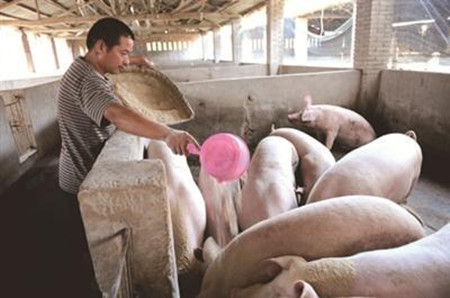 千万养猪人珍藏的经典应急处理办法