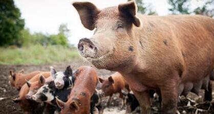 猪苗价格再创新高，江苏养猪户大肆补栏