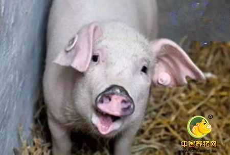 养猪人不容易，莫让养猪业令人讨厌的三类人有机可乘！