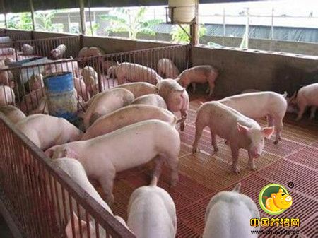 自配猪饲料五个要点