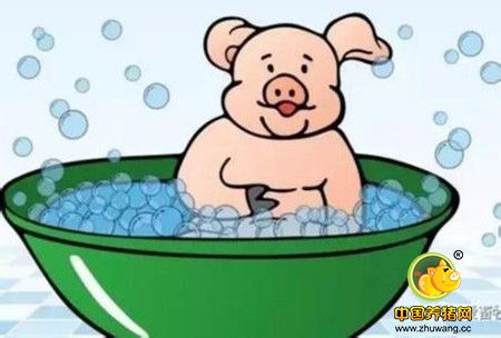 “猪”是如何试图用自己的肢体行为告诉人们它想做什么