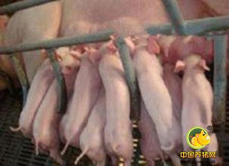 知道这几招再也不怕猪胀气！