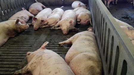 限位栏vs大栏饲养母猪，那个更好？专家做实验来证明……