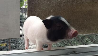 湖南90后小伙耐得住寂寞 深山养猪网上热卖