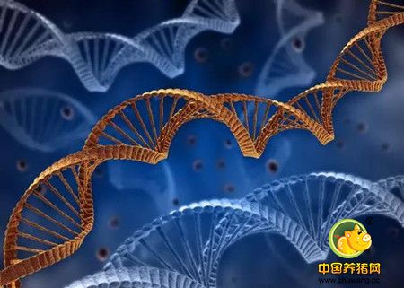 基因组分析显示中国早期的伪狂犬病病毒部分序列起源于Bartha疫苗株