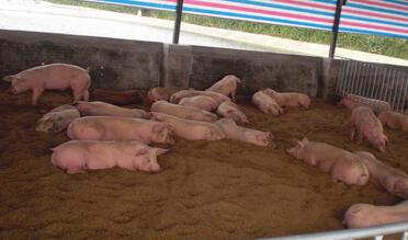 怀化：加工食用油？无证窝点将臭肉变身“猪板油”