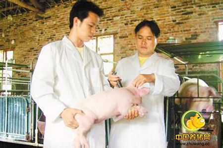 养猪不进行成本核算可能就是一笔糊涂帐！