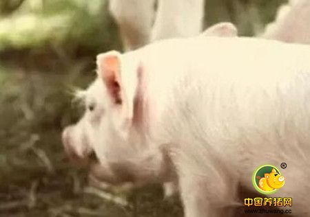 膳食纤维在仔猪日粮中的应用