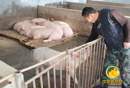 用玉米喂猪时应注意什么？
