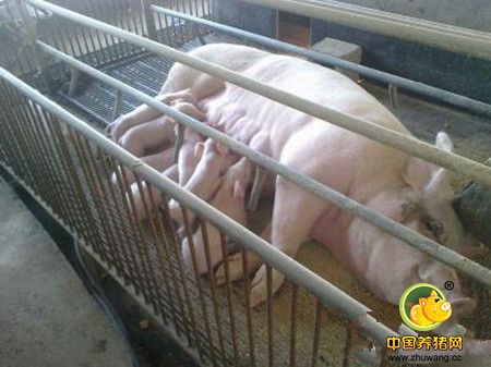 规模猪场自配料的预混料还是合同供给的好？