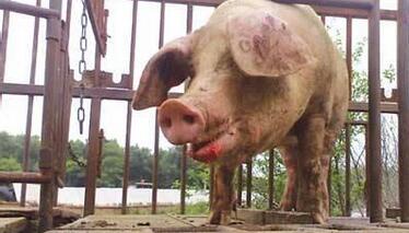 农业部：严厉打击无证屠宰 屠宰病死猪 注水猪等违法行为