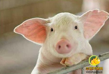 养猪技术20项细节，老兽医都不一定全知道!