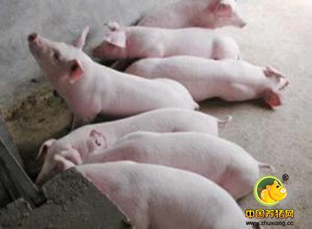 多年不见的猪病，猪肺疫怎么治疗？