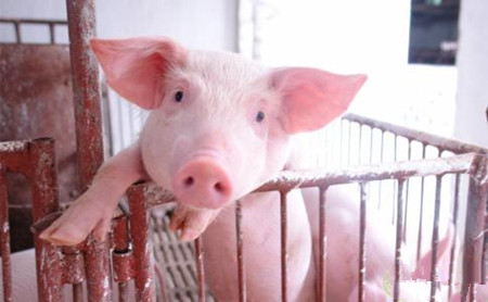 猪病治疗有7大忌，您都知道吗