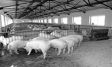 廉江一养猪场污染村庄, 究竟是怎么回事?