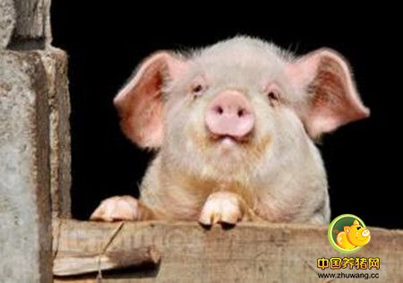 武威古浪县养猪能手老薛的“致富经”