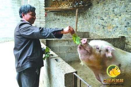 王场长：老瓶装新酒，老的养猪观念来养猪到底好不好？
