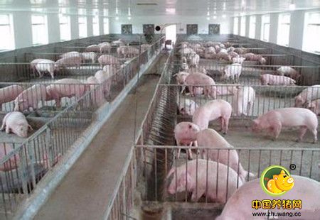养猪户对饲料质量的5个误解