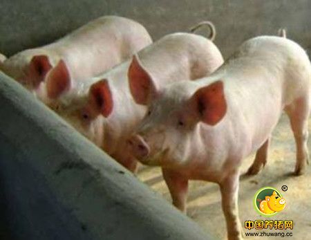 葡萄球菌感染，猪场实践治疗断根方案