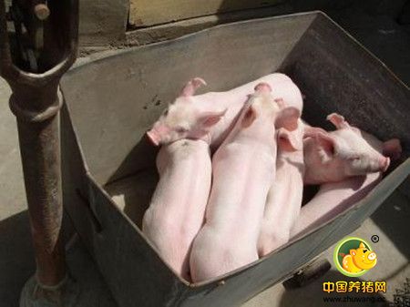 汇总国内规模化猪场存在的9大问题与对策