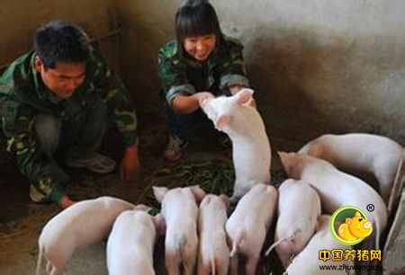 何为“三步走原则”处理口蹄疫，养猪人必看！