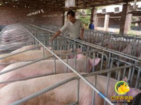 不宜饲喂猪的八种饲料