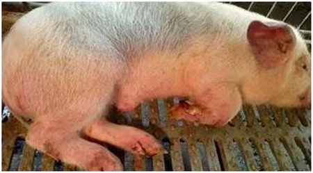 猪耳朵为什么会发蓝，真相在这里！