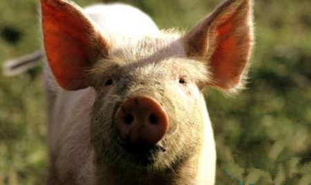 福建延平区：巧识猪病须“十看”