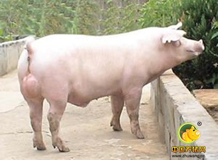 “口头订单”诓走养猪户60万 天门警方跨省追回 