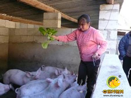 闯出一条致富路，丰润河浃溜村有个养猪女能手！