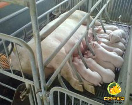 母猪产道损伤了怎么办？母猪产道损伤的原因与诊治方法